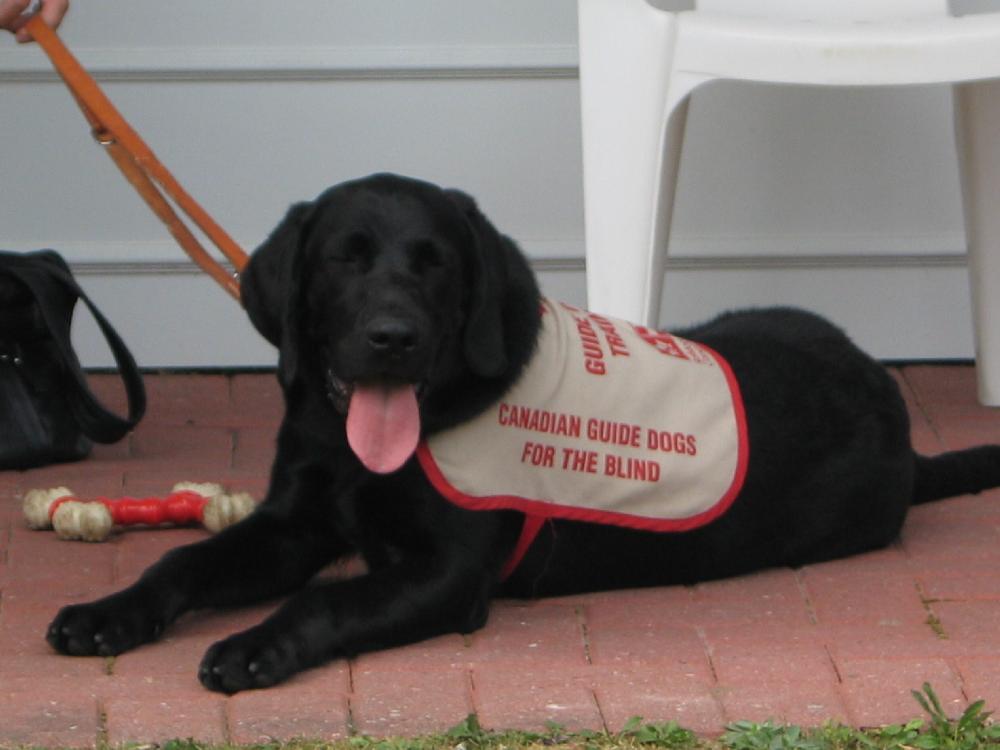 GUIDE DOG IN TRAINING.jpg