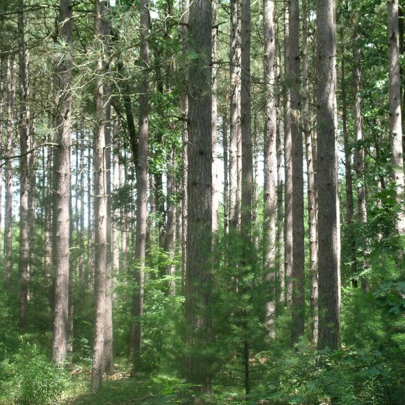 Image of white pine forest